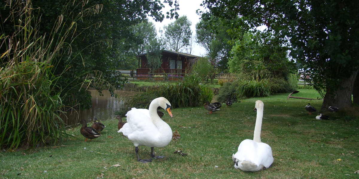 Swans Rest Holiday Lodges Cottages